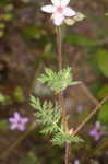 Redstem stork's bill